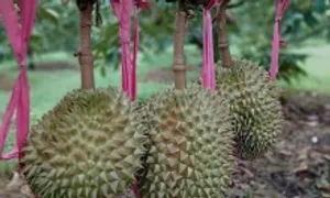 Doanh nghiệp của bầu Đức muốn niêm yết hai công ty con